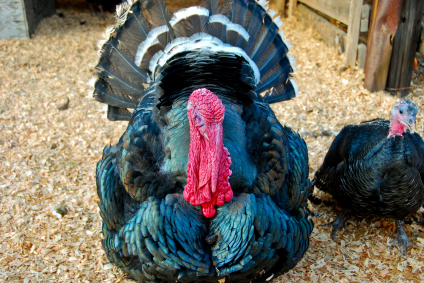 Tom Turkey